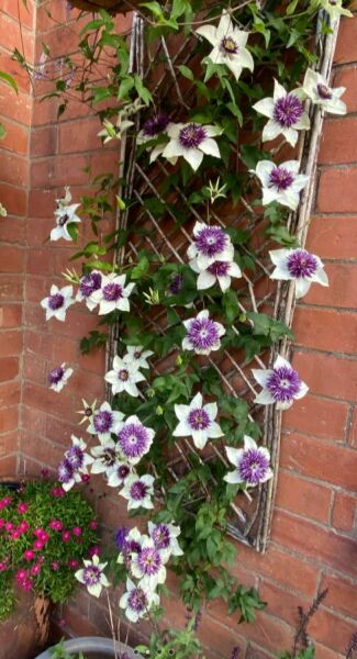 Passion Flowers Do Not Like My Garden