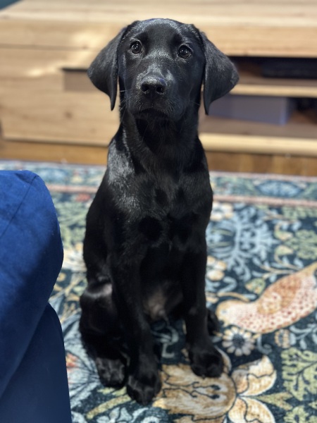 What do you think you got right about dog choices?