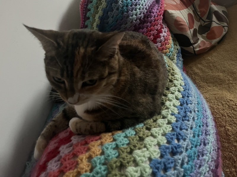 The One after the One where the Excellent Cats posed for a calendar