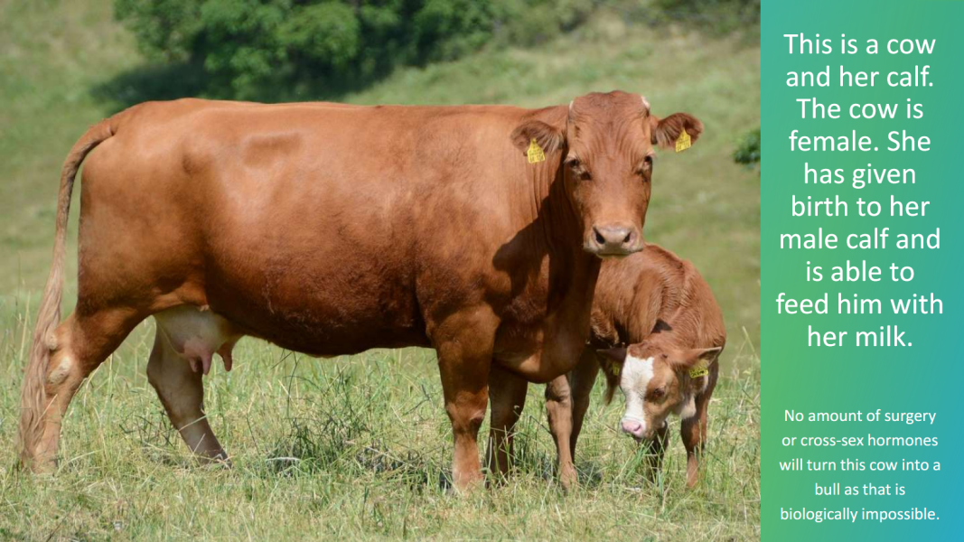 The Blackman-Bumba Guide...