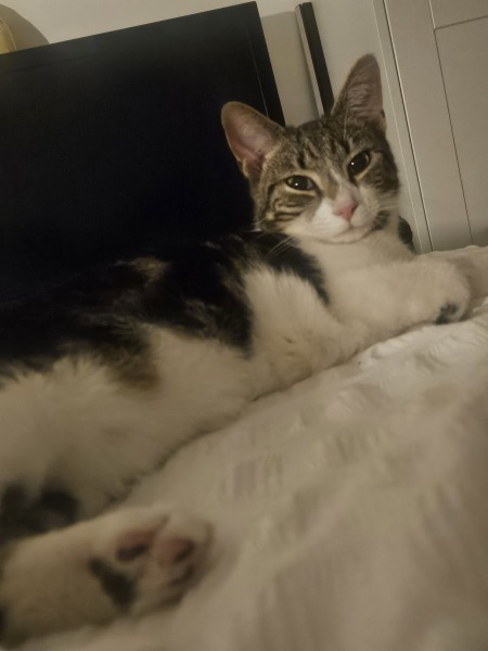 The One after the One where the Excellent Cats posed for a calendar