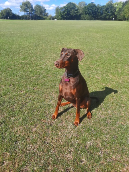 I’m so tired of people with dangerous dogs ruining the park for everyone else.