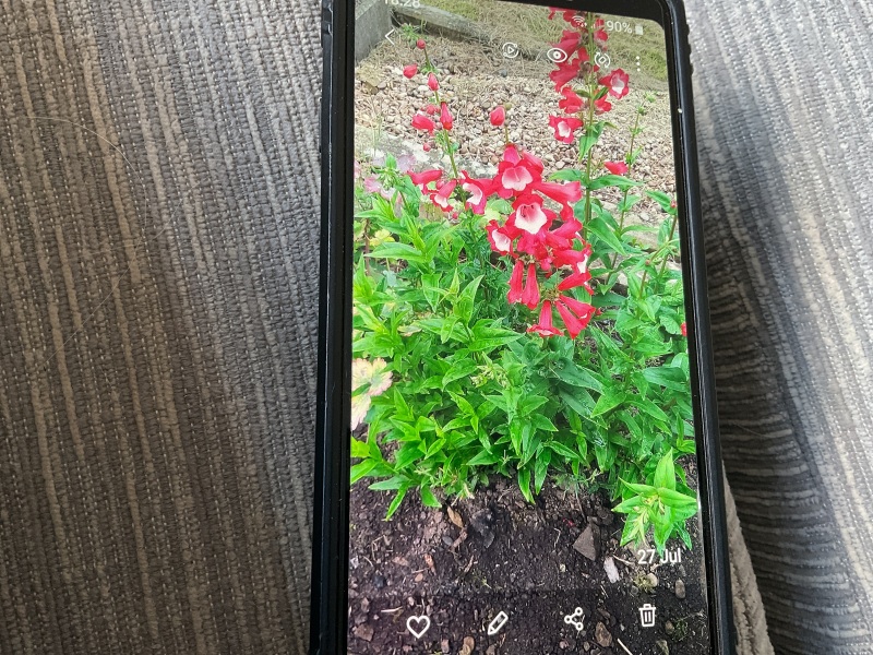What is this flower please?
