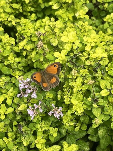 What have you done in the garden today? Part 7