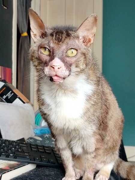 The One after the One where the Excellent Cats posed for a calendar