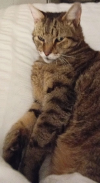 The One after the One where the Excellent Cats posed for a calendar