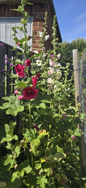 What have you done in the garden today? Part 7