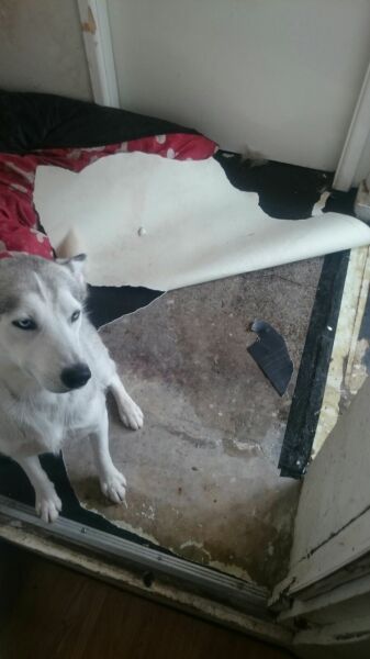 This dog is so freaking jealous!