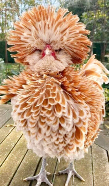 Expensive hens… why