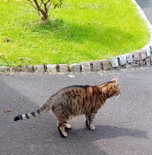 The One after the One where the Excellent Cats posed for a calendar