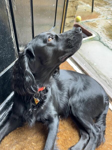 Adolescent Dog Survival Thread - welcome to the teenage wasteland