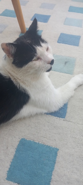 The One after the One where the Excellent Cats posed for a calendar