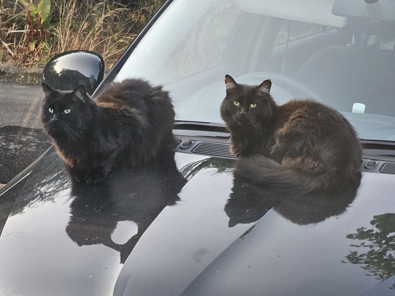 The One after the One where the Excellent Cats posed for a calendar