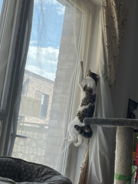 The One after the One where the Excellent Cats posed for a calendar