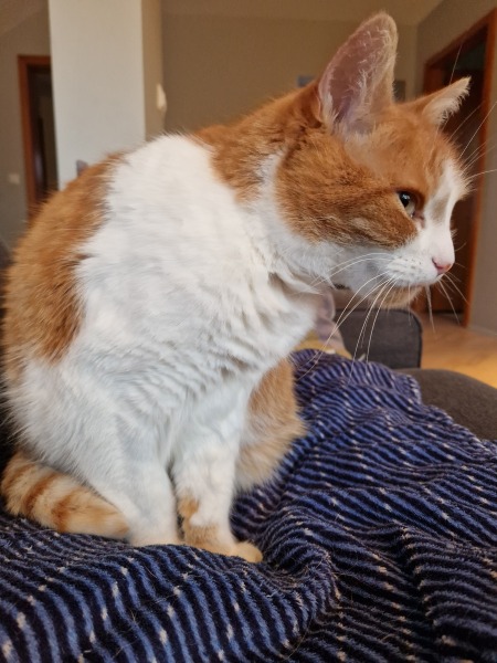 The One after the One where the Excellent Cats posed for a calendar