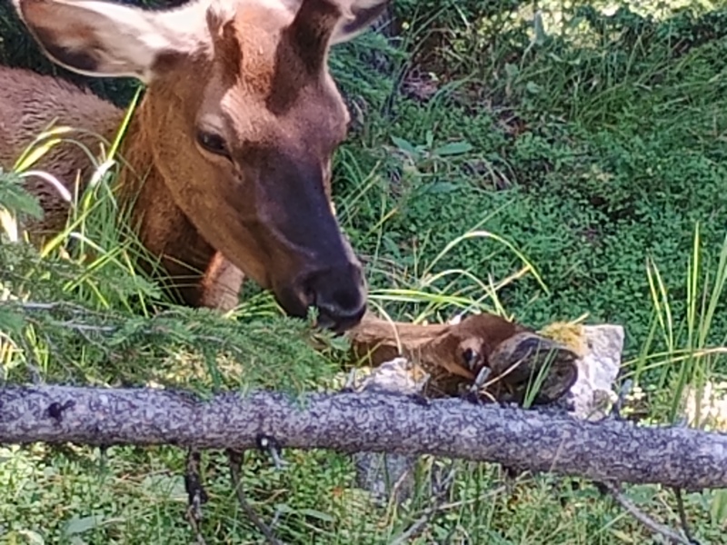 The Bluestocking - Invoking Split Pea Annexe B