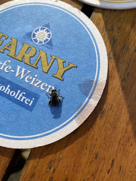 Is this a bee? Help identifying