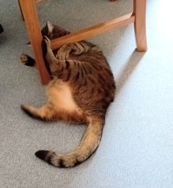 The One after the One where the Excellent Cats posed for a calendar