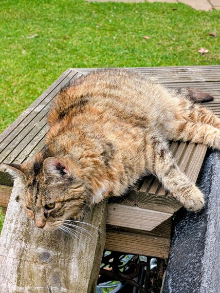 The One after the One where the Excellent Cats posed for a calendar