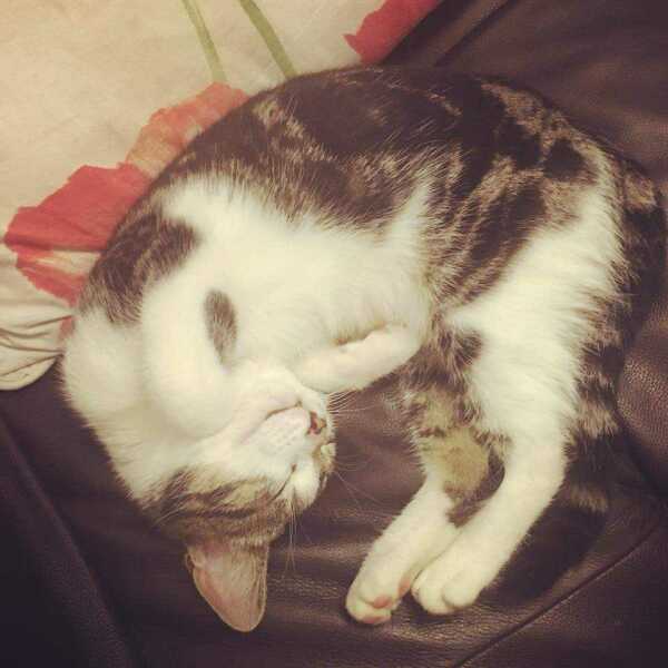 The One after the One where the Excellent Cats posed for a calendar