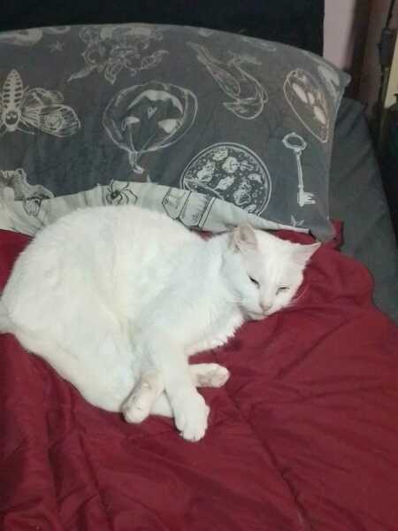 The One after the One where the Excellent Cats posed for a calendar