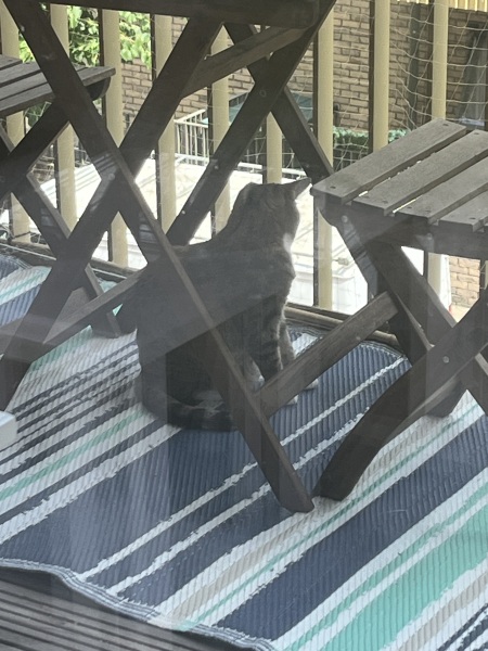 The One after the One where the Excellent Cats posed for a calendar