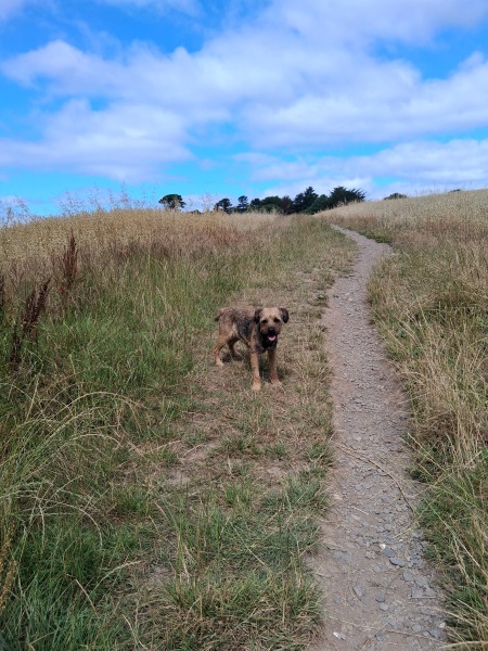 How does a dog change your life?