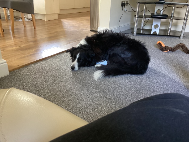 What do you think you got right about dog choices?