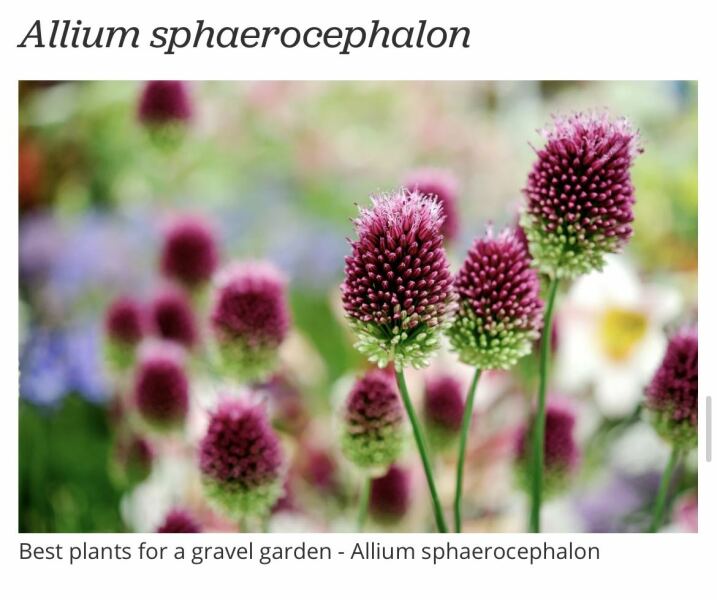 Totally clueless serial plant killer trying to plan a front garden