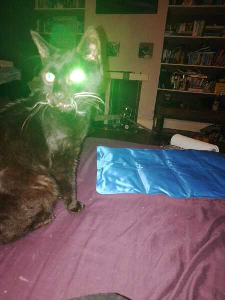 The One after the One where the Excellent Cats posed for a calendar