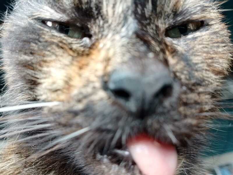 The One after the One where the Excellent Cats posed for a calendar