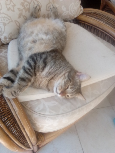 The One after the One where the Excellent Cats posed for a calendar