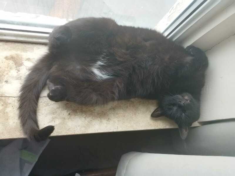 The One after the One where the Excellent Cats posed for a calendar