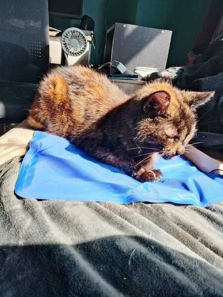 The One after the One where the Excellent Cats posed for a calendar