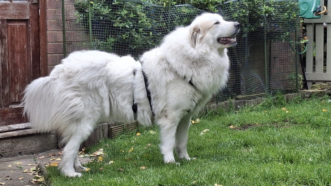 Adolescent Dog Survival Thread - welcome to the teenage wasteland