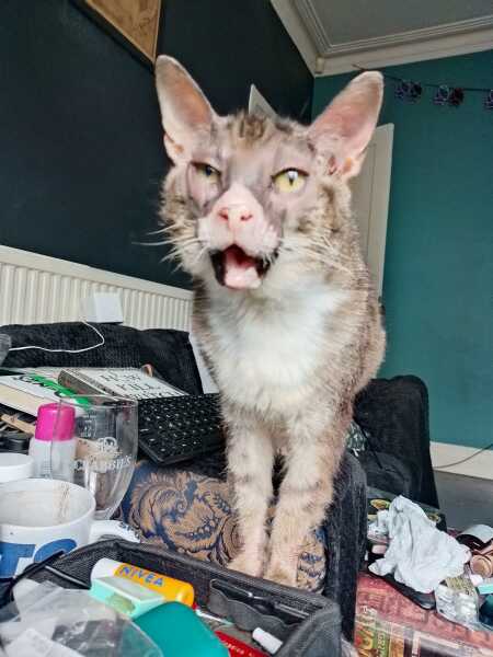 The One after the One where the Excellent Cats posed for a calendar