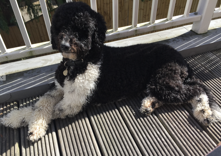 Poodle or doodle? (Lighthearted game)