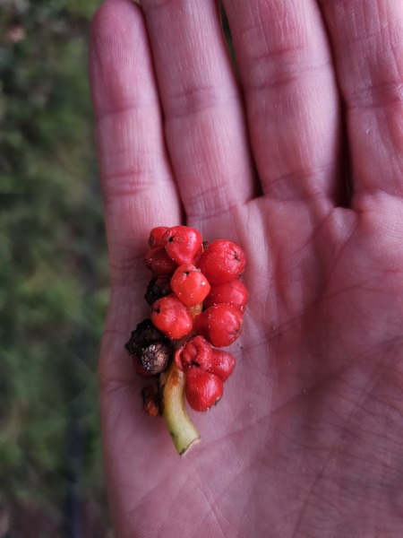Child eaten red berry