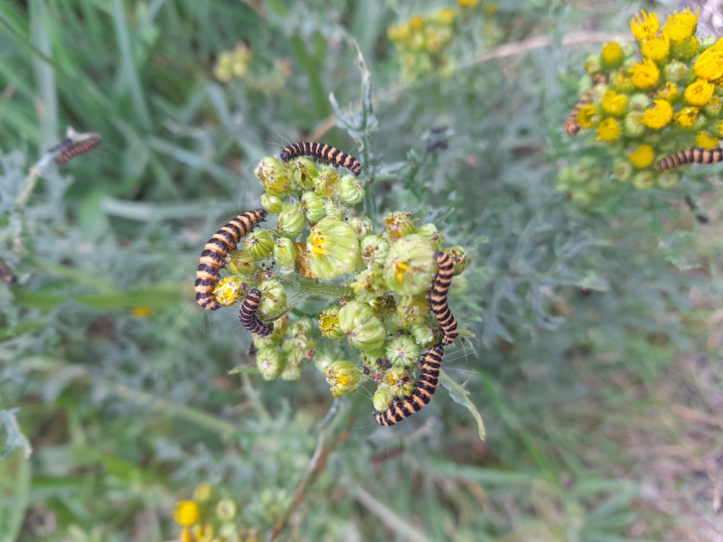 Weeds Have Rights Too !