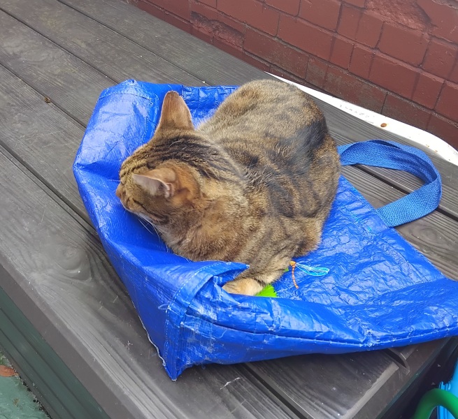 The One after the One where the Excellent Cats posed for a calendar