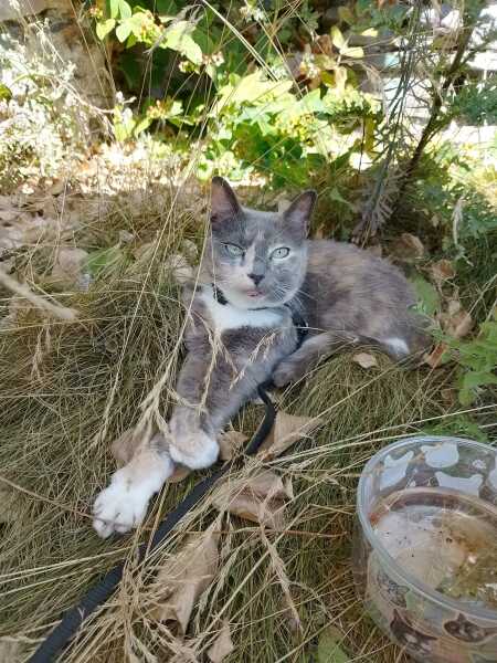 The One after the One where the Excellent Cats posed for a calendar