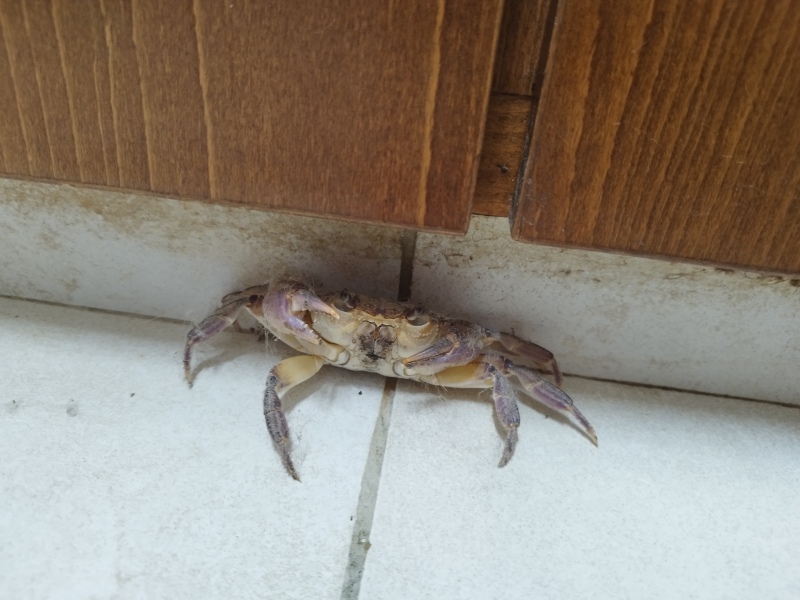 What bugs have entered your home so far this summer?