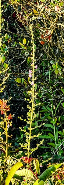 Weeds Have Rights Too !