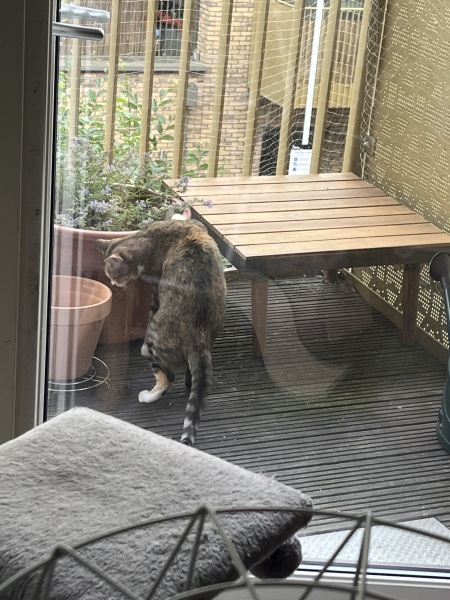 The One after the One where the Excellent Cats posed for a calendar