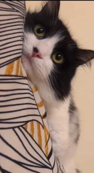 Thread 27 Starmer: He's a very clever cat