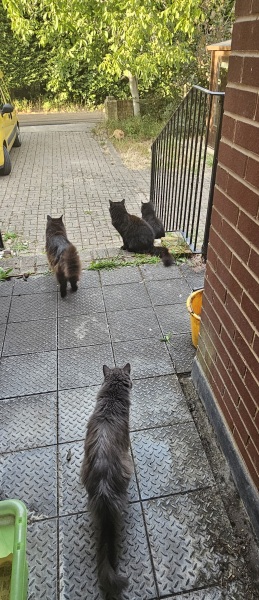 The One after the One where the Excellent Cats posed for a calendar