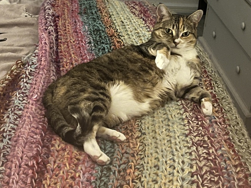 The One after the One where the Excellent Cats posed for a calendar