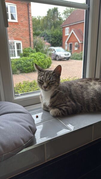 Advice on taking in a very pregnant cat