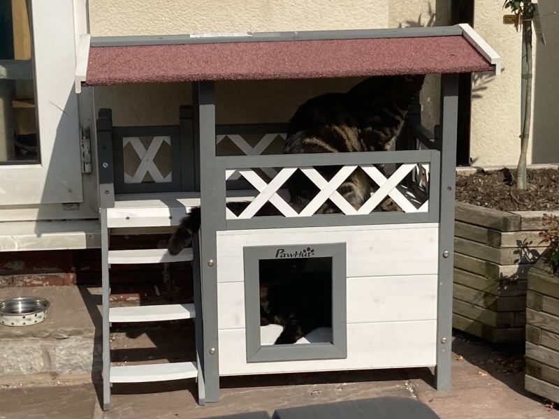 Cat shelter for patio?