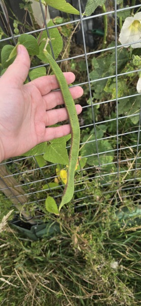 What have you done in the garden today? Part 7